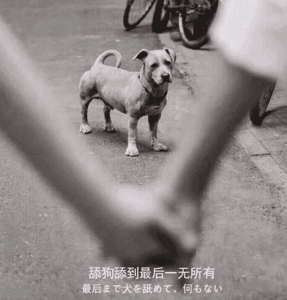 图片[1]-关于最近圈子很火的“舔狗日记”解说-大大鹏源码网
